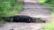 Family have close encounter with huge alligator