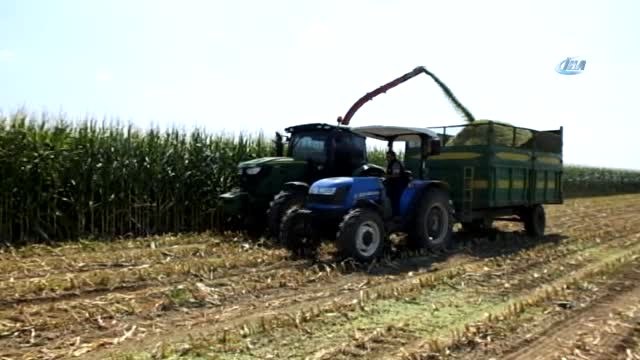 Burhaniye'de Silajlık Mısır Hasadına Başlandı