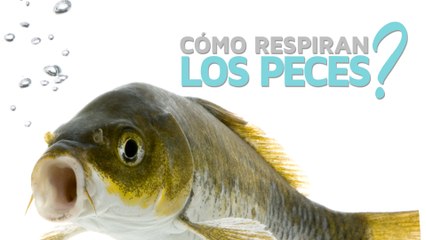 ¿Cómo respiran los peces? 