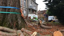 Un séquoia abattu à Flers