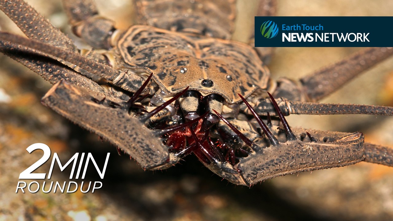 Cannibal clashes, deep-sea records & a rare tree rat