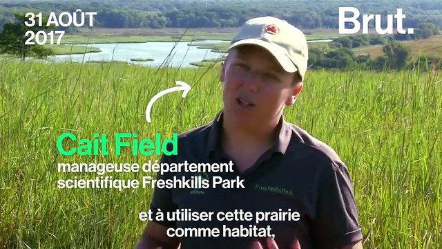 À New York, la plus grande décharge au monde transformée en réserve naturelle