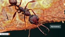 These Ants Snap Their Jaws 700 Times Faster Than You Can Blink