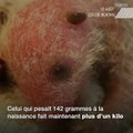 Le bébé panda de Beauval fête son premier mois