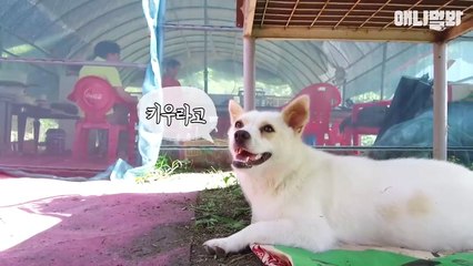 Màn ăn vạ xin nhận nuôi của nàng chó đáng yêu khiến triệu trái tim tan vỡ