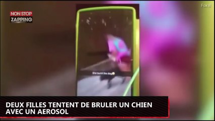 Etats-Unis : Deux adolescentes tentent d’enflammer un chien avec un aérosol (Vidéo)