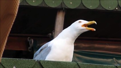 Un goéland qui fait un rire diabolique!