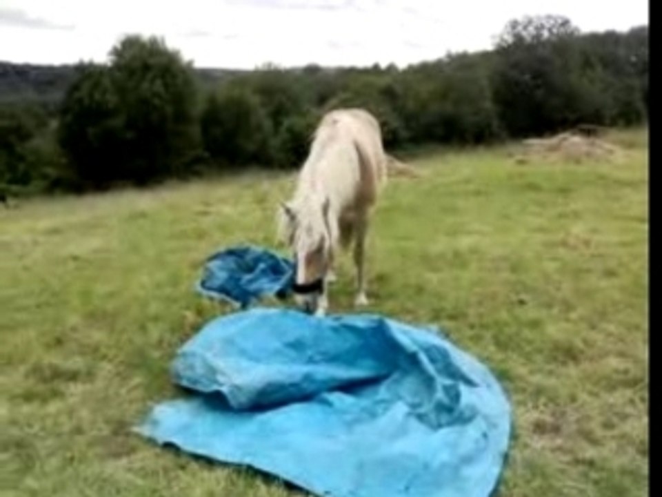 Star n'a pas peur d'une bache