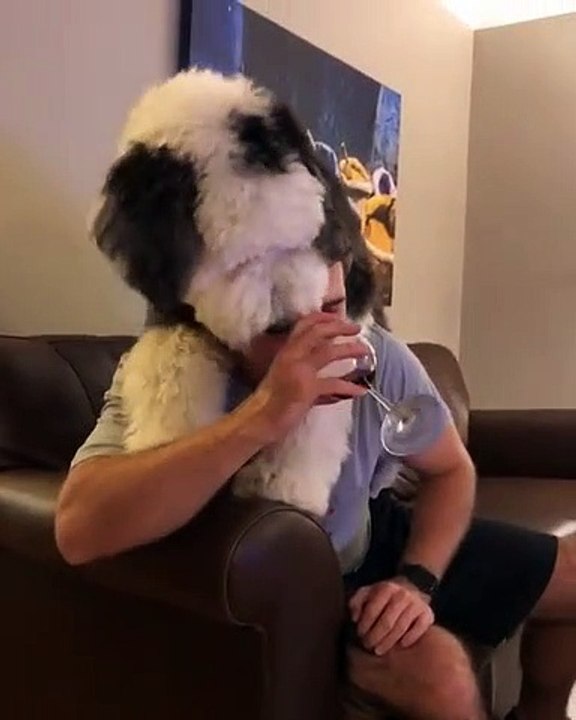 Un chien veut partager un verre de vin avec son maitre !
