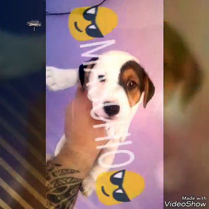 Jack Russell 2017