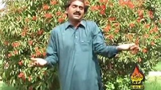 Tada Zulfia De Cha Iqbal Lashari New Saraiki and Punjabi Song