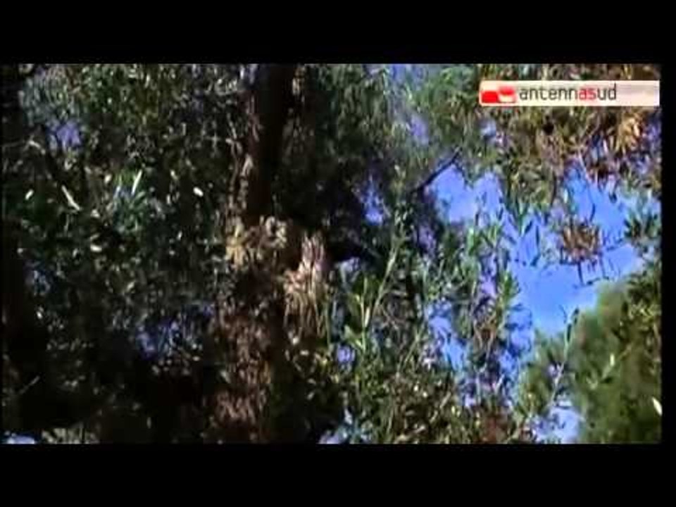 TG 11.03.15 Xylella, al via la terapia "salva ulivi"