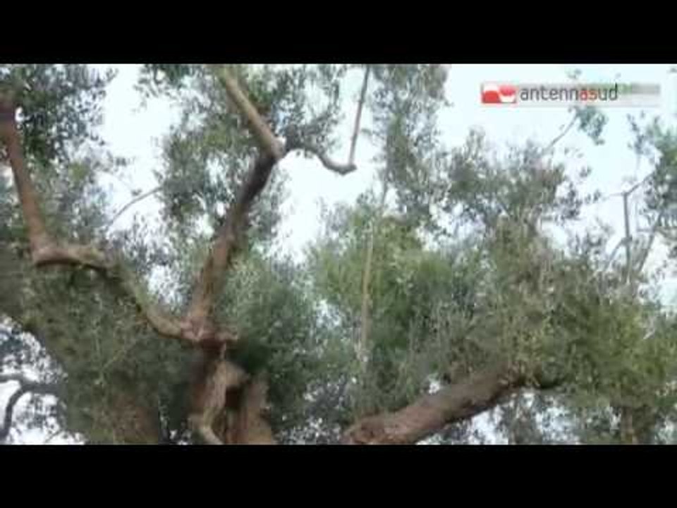 TG 12.03.15 Xylella, domenica delle Palme senza ramoscelli di ulivo