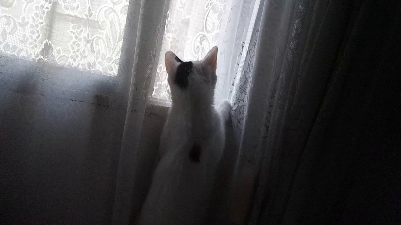 Gatito asomado a la ventana