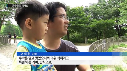 '샤워하고 수박 먹고' 동물들의 한여름 피서 / YTN (Yes! Top News)