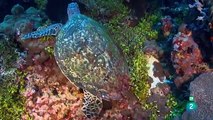 Arrecifes, el planeta bajo el agua. Español. 1080HD