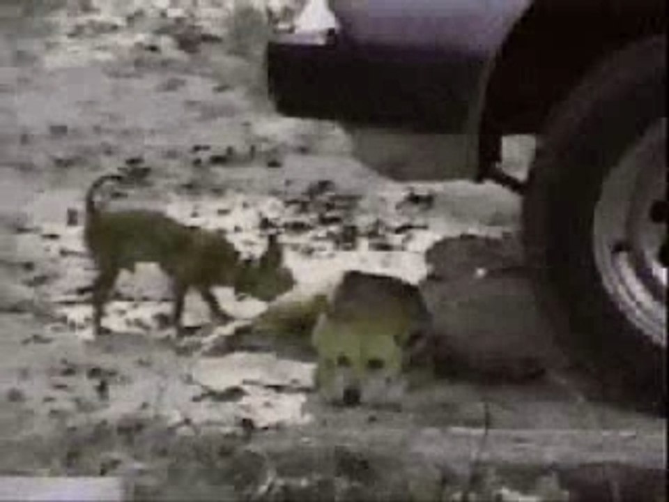 Animaux : aucun respect !!!