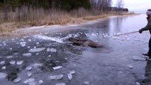 Ce patineur tombe sur un élan piégé sur un lac gelé et va tout faire pour le sauver