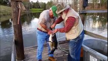 Le plus gros Black Bass péché à la main. Record du monde