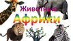Мультик от kidTV Животные Африки и их звуки Развивающий мультик для детей звуки животных