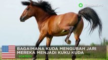 Evolusi kuda; bagaimana kuda kehilangan jari-jari kakinya - TomoNews