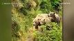 Beruang menjadi vegetarian karena pemanasan global - TomoNews