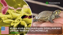 Kura-kura disalahkan atas menyebarnya wabah salmonella - TomoNews