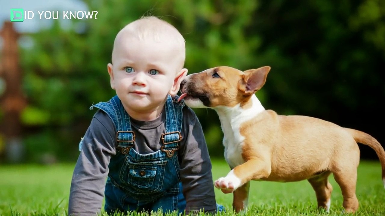 He WARNED His Wife’s Pit Bull Would HARM His Newborn, She Didn’t Listen. Then THIS Happene
