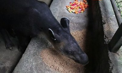 Kebun Binatang di Nikaragua Upayakan Tapir Baird Tidak Punah