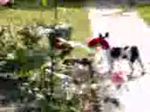 Virgil vs ti bull 110605