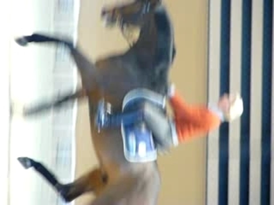 Equita'Lyon 2007