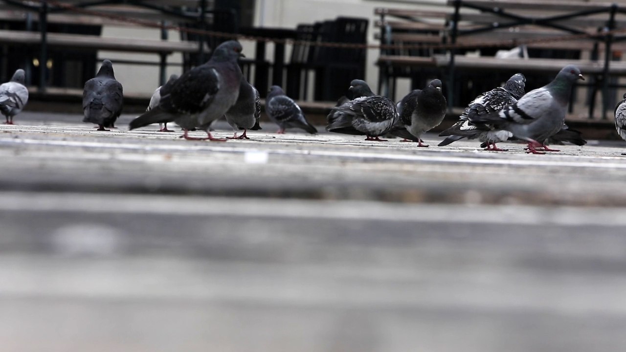 Video Of Pigeons Eating - Sibtein Alibhai