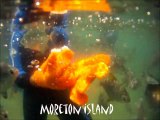 Moreton Island Snorkeling Tour | Moreton Island Activities Australia | Moreton Island Tours
