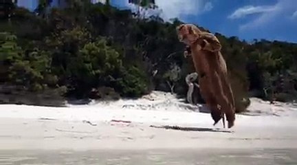 The last kangaroo found on Lake Birrabeen, Fraser Island.