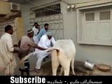 قربانی کی گائے نے مالک پر ہی حملہ کردیا اور آگے دیکھیں کیا ہوا