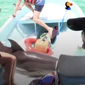 Un dauphin saute dans un bateau et se retrouve coincé