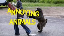 En Komik Hayvan Saldırıları