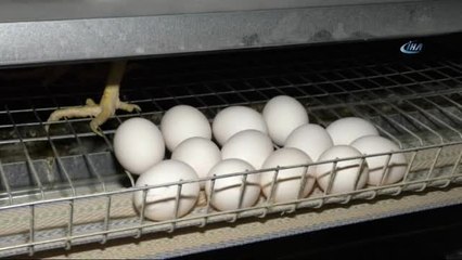 Okulların Açılması ile Yumurta Fiyatlarının Artması Bekleniyor