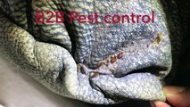 Bedbug Inspection by B2B pest control service in bankstown area