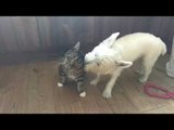 Dog Can't Get Enough of His New Cat Pal