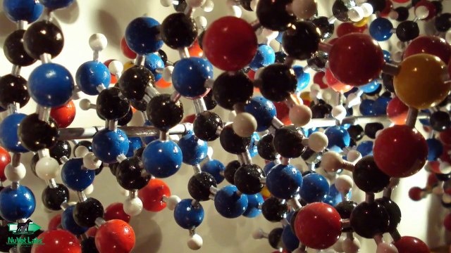 NuVet Plus Ingredients Series Amino Acids