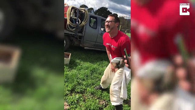 Il réalise le pari stupide de s'asseoir cul-nu sur des ruches d'abeilles pour 600e