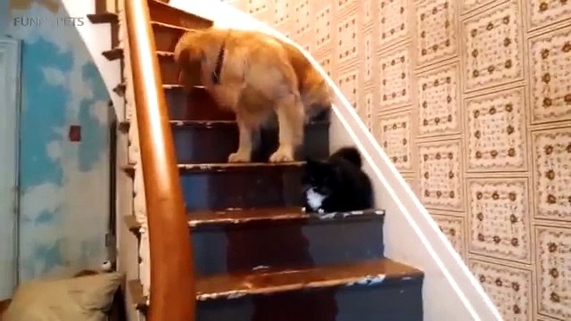 Chiens peur de chats drôle animaux domestiques