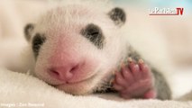 Un mois dans la vie du premier bébé panda né en France