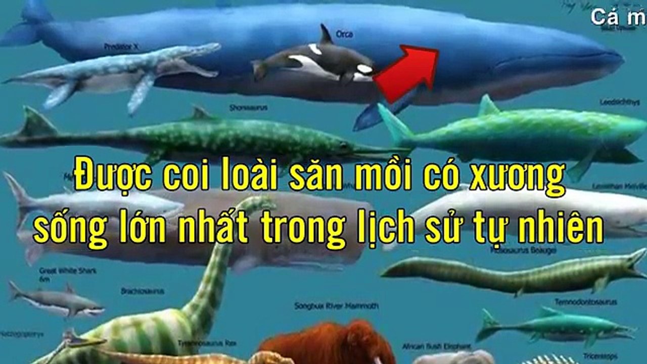 Étain histoire requin géant megalodon encore plus difficile vivent sous la mer profonde