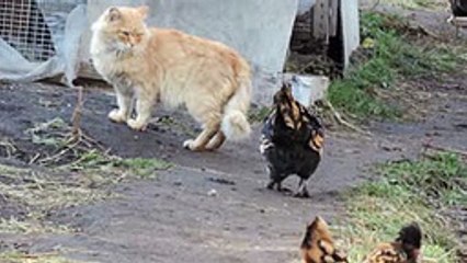 Pavlov Ryaba Chicken attacks Pooh the cat Курочка Ряба атакует кота Пуха