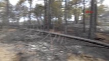 Bolu'da 2 Gün Süren Orman Yangınında 100 Hektar Kül Oldu