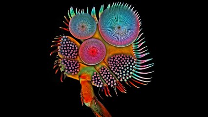 Micro Photo : Comme un poisson dans l'eau