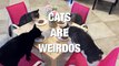 Cats Prove Why They are the Oddest Pets