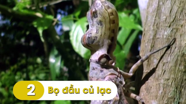 Những sinh vật có ngoại hình xấu không tưởng như là con ghẻ của thiên nhiên